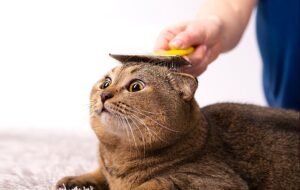 Best Cat grooming routine?